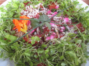 Tomatenteller Blumecafe Freiburg